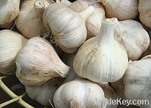 Fresh Garlic