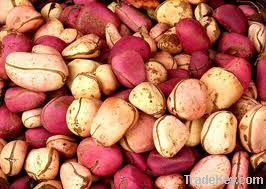 Red Kola Nut | Bitter Kola Nut