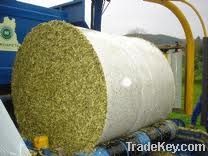 corn silage