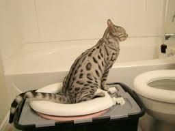 Cat Toilet Kit