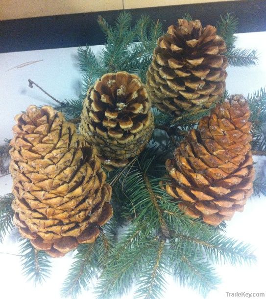 Natural Jeffrey Pine Cones