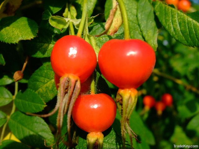 Rose hip extract