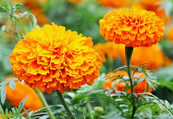 Marigold P.E.