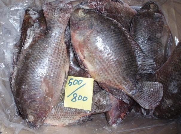 tilapia whole round