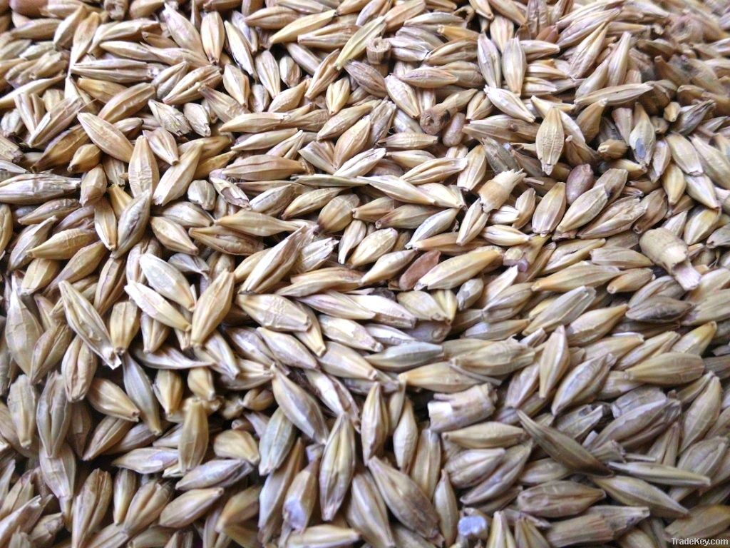 barley