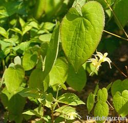 Herbal Icariin Epimedium Extract