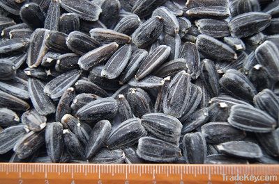 New Crop Sunflower Seeds Suppliers | Sunflower Seed Exporters, | Sunflower Black Seed  | Striped Black Seed | Flowers Seed | Sunflower Kernels