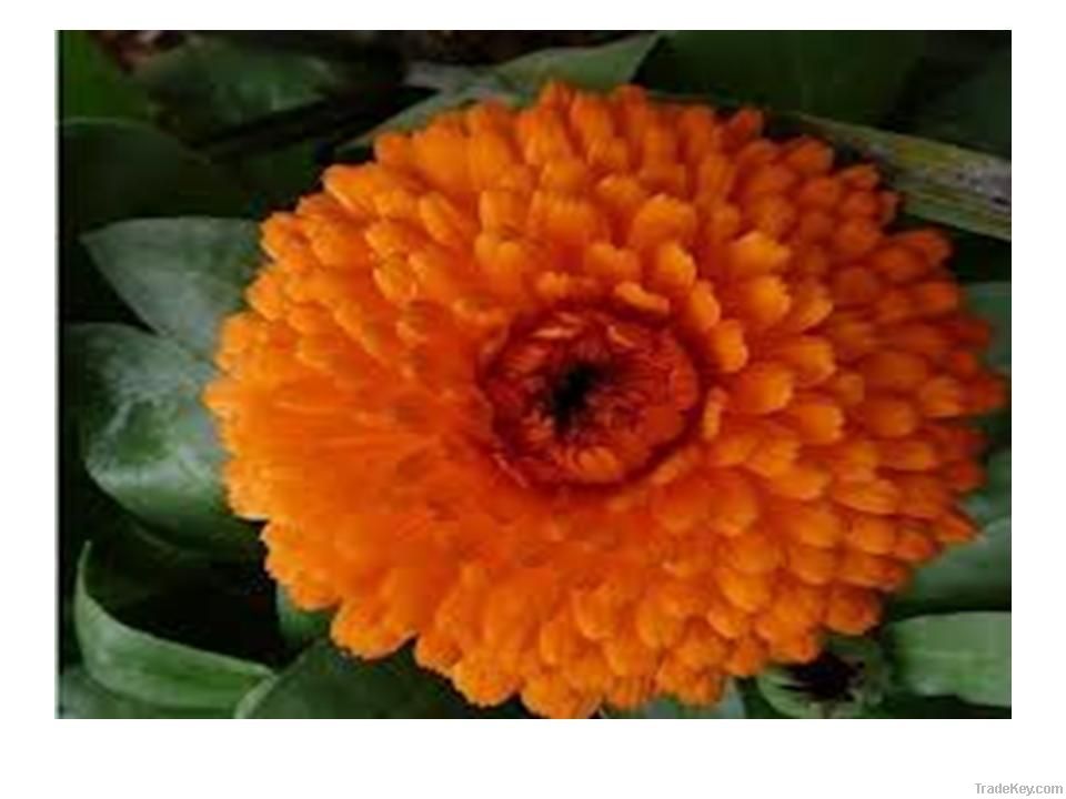 Calendula officinallis