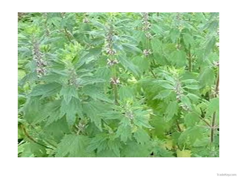 Motherwort quinquelobate