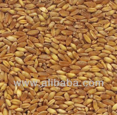 Wheat | Wheat exporter | Wheat distributor | Wheat wholesaler | Wheat supplier | Wheat importer |  Wheat |Wheat for sale | long grain Wheat exporter | buy Wheat online | Wheat for sale |  Wheat exporter | Wheat wholesaler | long grain Wheat buyer |  Wheat