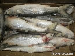 Frozen Mullet fish