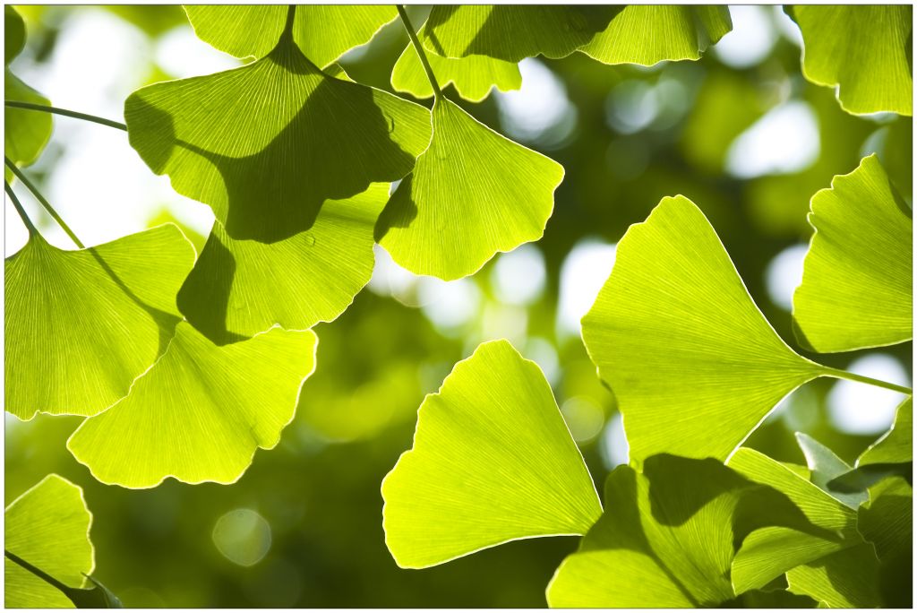 Ginkgo Biloba Extract 24%/6%Flavonoides/Lactone