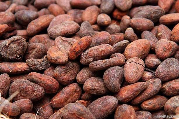 Best Quality Roasted Cocoa Beans