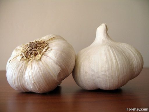 Fresh Garlic | Dried Garlic
