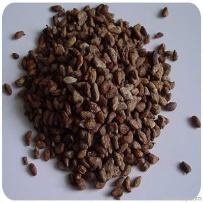 voacanga africana seeds