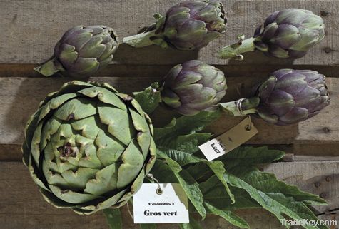 Purple Artichoke