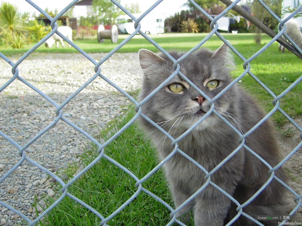 Galvanized Wire Chain Link Fence