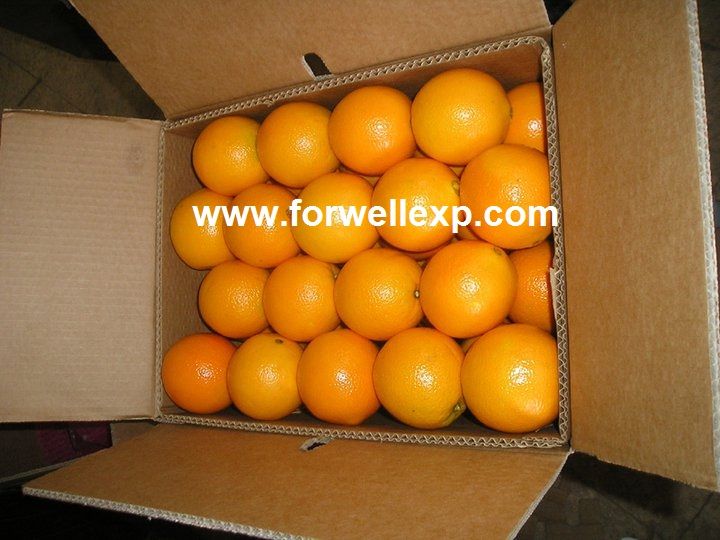 Fresh Navel Orange