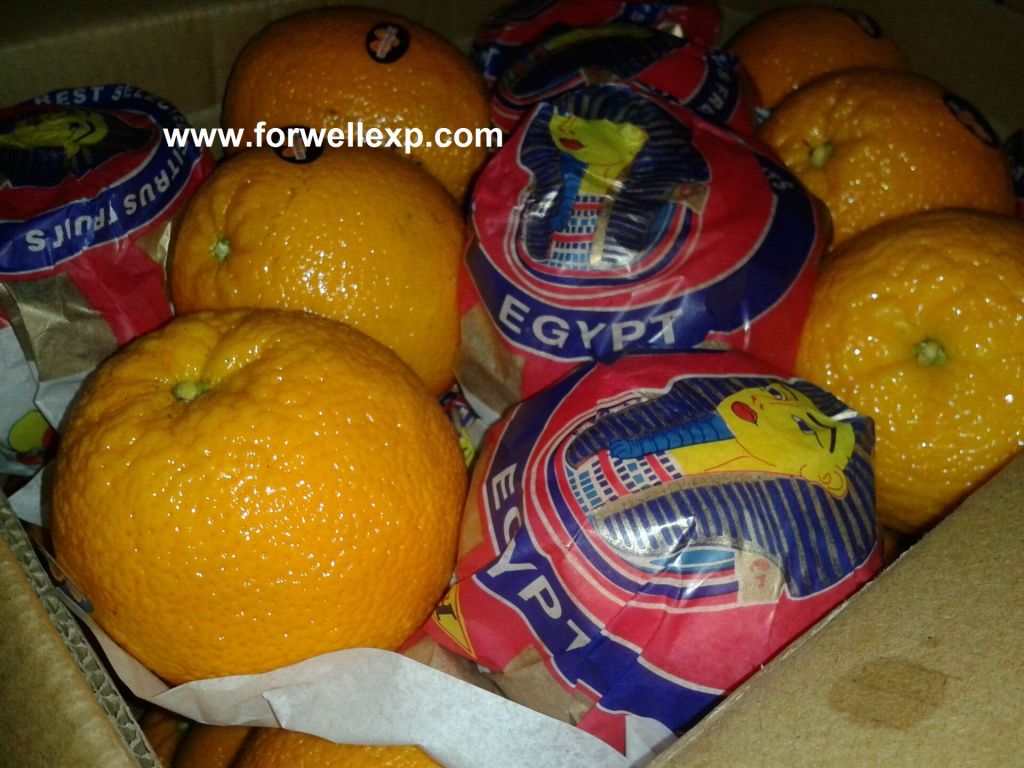 Fresh Navel Orange