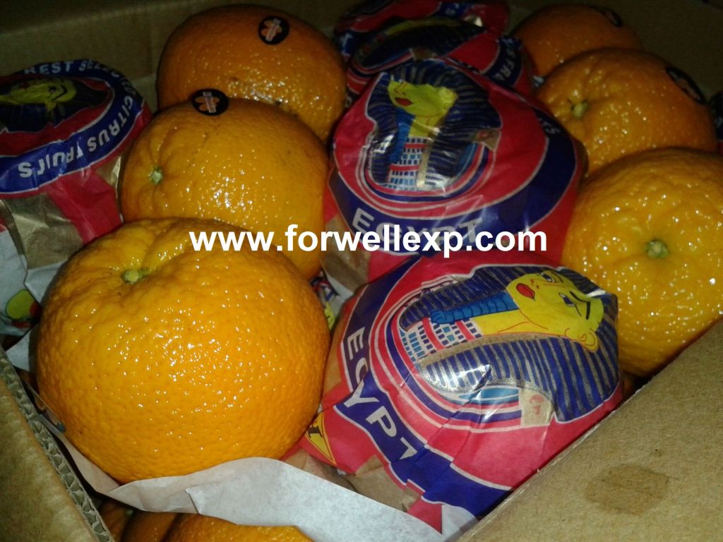 Fresh Navel Orange