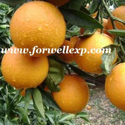 Fresh Navel Orange