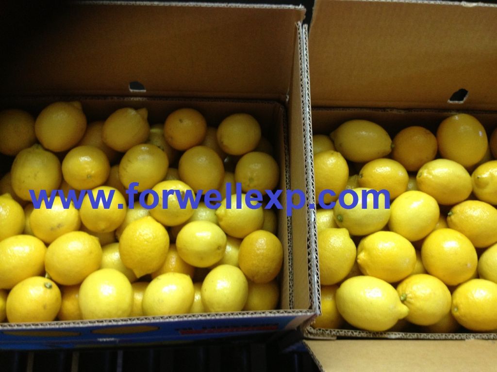 Fresh ( Adalia - Verna - Green lime) Lemon