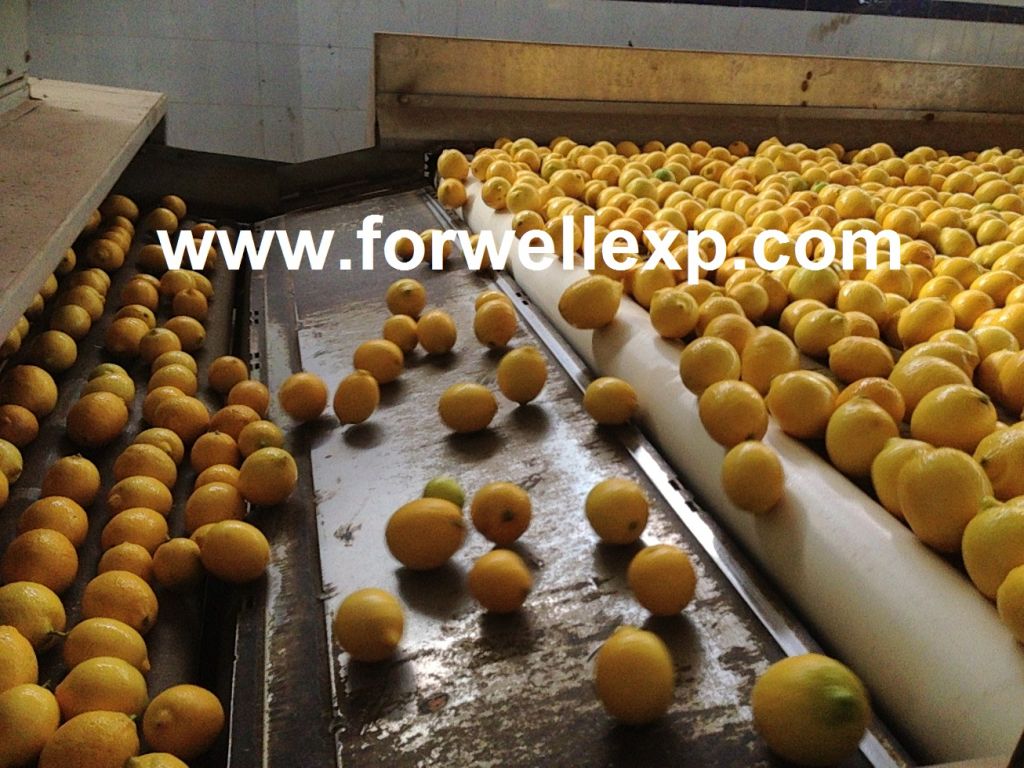 Fresh ( Adalia - Verna - Green lime) Lemon