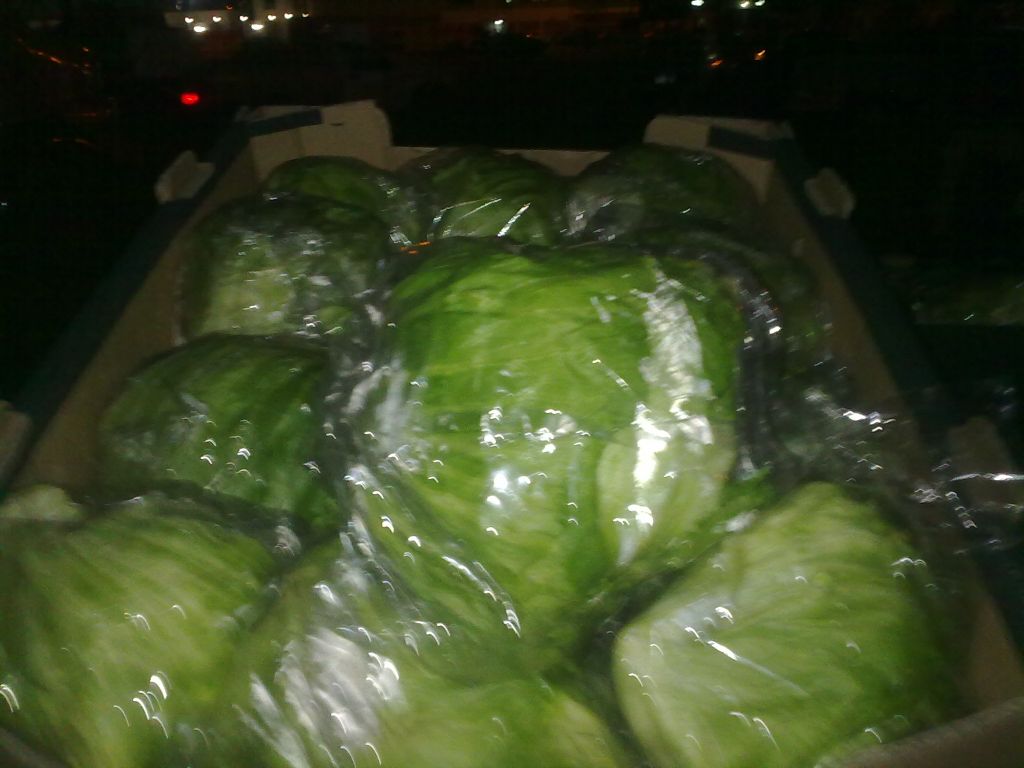 Fresh Iceberg lettuce 