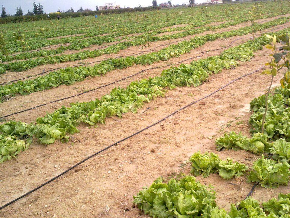 Fresh Iceberg lettuce 