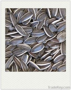 new crop black long sunflower seeds 5009