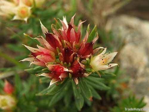 Rhodiola Rosea P.E. Extract