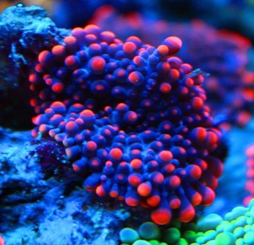 live coral (for sale)