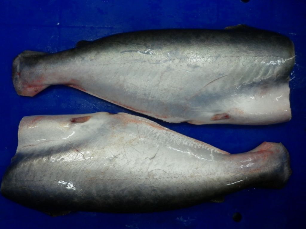 PANGASIUS HGT