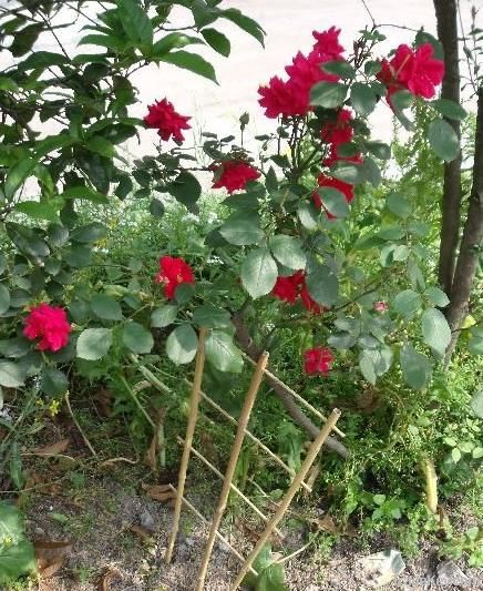 Bambo ladder / bamboo stick for clematis