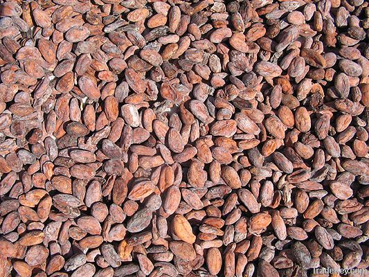 Cocoa Beans