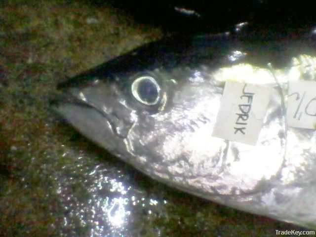 yellowfin tuna