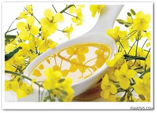 Rapeseed Oil