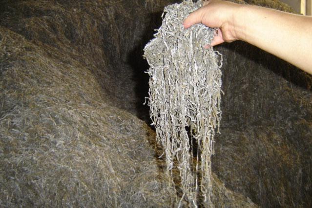 Dry cut sea kelp (seaweed /laminaria)