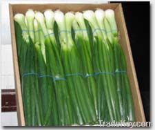 Spring Onion