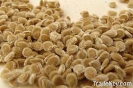 TOMATO SEEDS