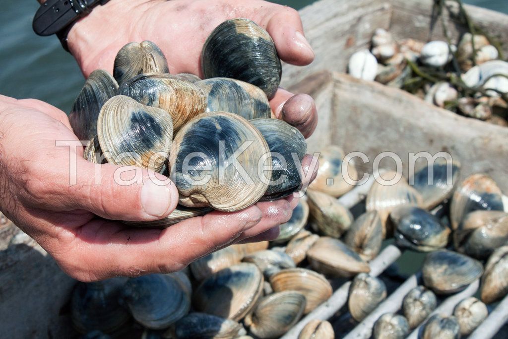 Blood Clam