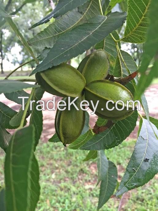 Western Pecan Nuts in Shell