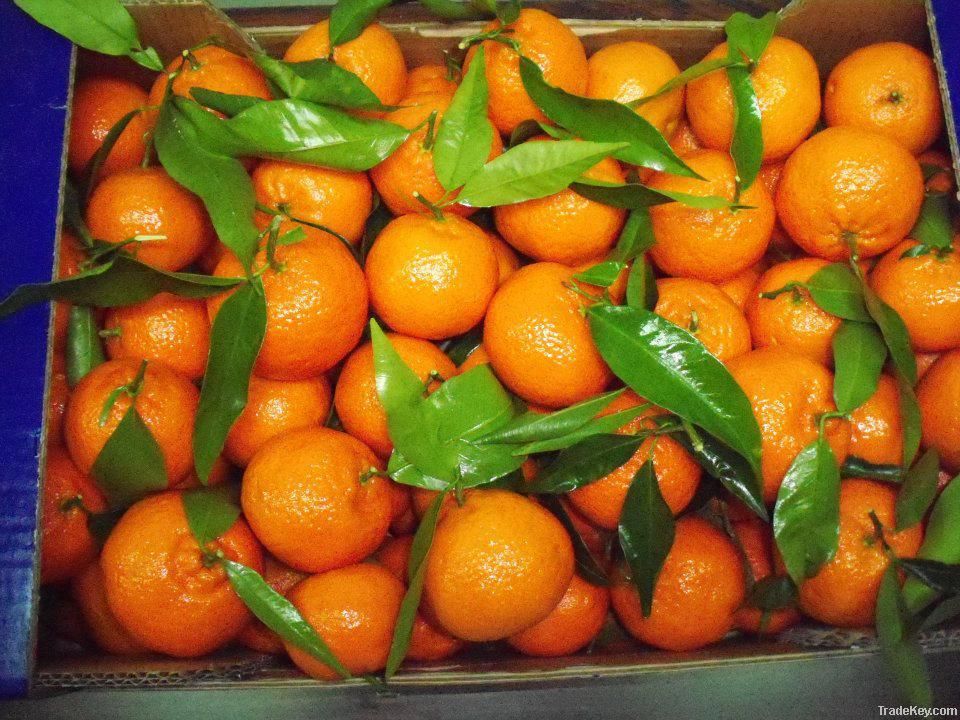 mandarin clementines