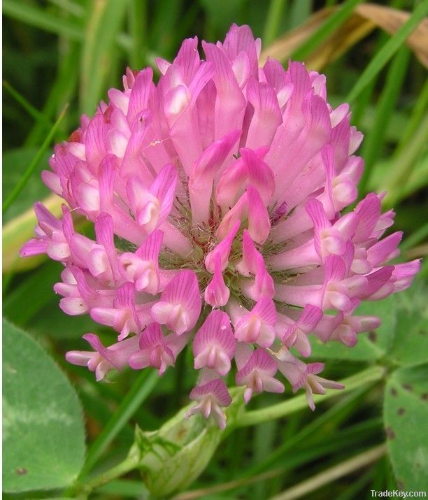 Supply Anticancer Red Clover Extract Isoflavones