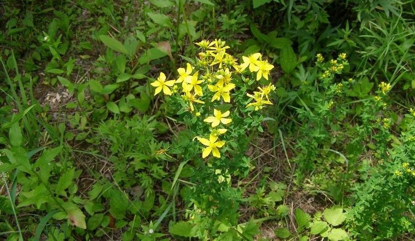 St.John's Wort Extract Powder 