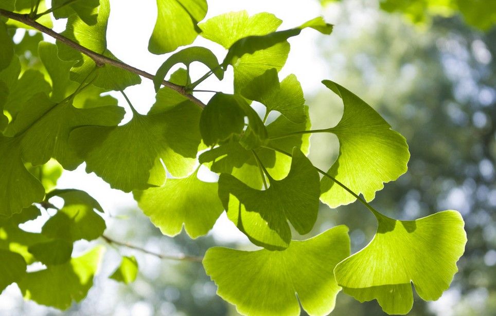 Ginkgo Biloba Powder Extract 