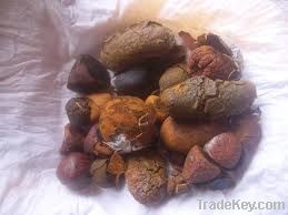 ox and cow gallstones