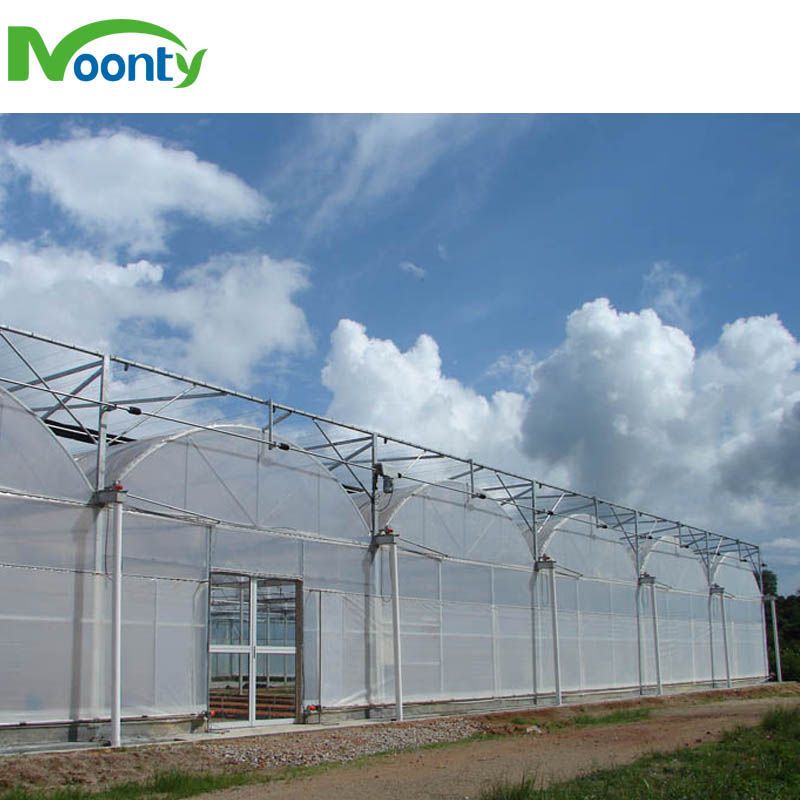 Multi span greenhouse for farm