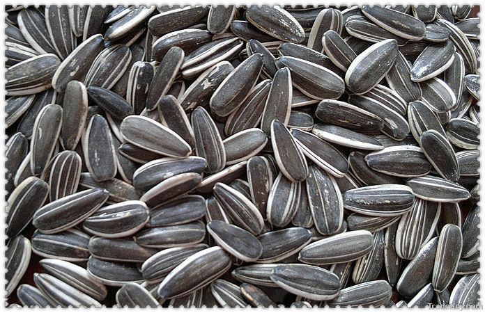 Chinese sunflower seeds 5009