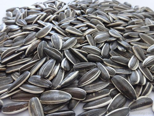 SUNFLOWER SEEDS 5009